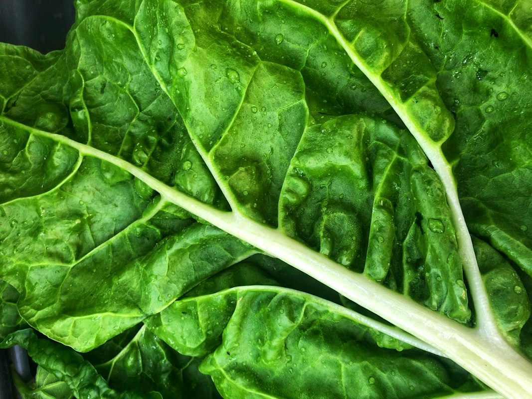 Kale Hijau